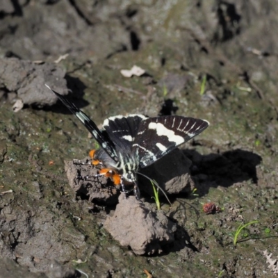 Phalaenoides glycinae (Grapevine Moth) at Black Mountain - 15 Feb 2017 by KenT