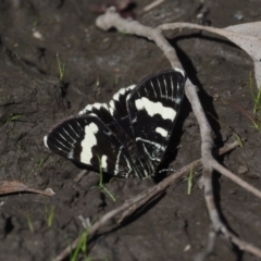 Phalaenoides glycinae at Acton, ACT - 16 Feb 2017