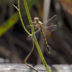 Orthetrum caledonicum (Blue Skimmer) at Black Mountain - 16 Feb 2017 by KenT