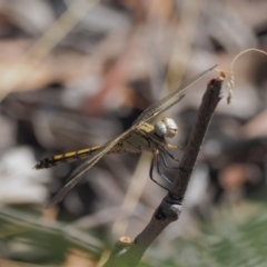 Orthetrum caledonicum at Canberra Central, ACT - 16 Feb 2017