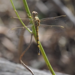 Orthetrum caledonicum at Canberra Central, ACT - 16 Feb 2017 11:14 AM