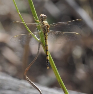 Orthetrum caledonicum at Canberra Central, ACT - 16 Feb 2017