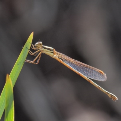 Austrolestes analis (Slender Ringtail) at Acton, ACT - 15 Feb 2017 by KenT