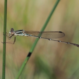 Austrolestes analis at Acton, ACT - 16 Feb 2017