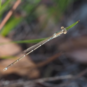 Austrolestes analis at Acton, ACT - 16 Feb 2017 09:43 AM