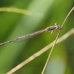 Austrolestes analis at Acton, ACT - 16 Feb 2017 09:43 AM