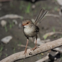 Malurus cyaneus (Superb Fairywren) at Acton, ACT - 16 Feb 2017 by KenT