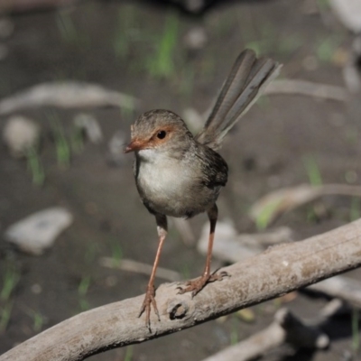 Malurus cyaneus (Superb Fairywren) at Acton, ACT - 15 Feb 2017 by KenT