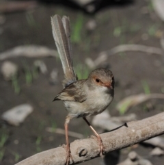 Malurus cyaneus at Acton, ACT - 16 Feb 2017