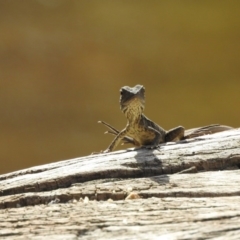 Intellagama lesueurii howittii (Gippsland Water Dragon) at Paddys River, ACT - 17 Feb 2017 by Qwerty