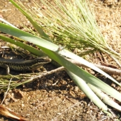 Eulamprus heatwolei (Yellow-bellied Water Skink) at Paddys River, ACT - 17 Feb 2017 by Qwerty