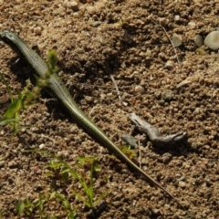 Eulamprus heatwolei at Paddys River, ACT - 17 Feb 2017 12:00 AM