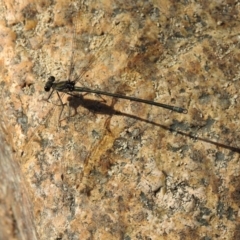 Austroargiolestes icteromelas (Common Flatwing) at Paddys River, ACT - 16 Feb 2017 by Qwerty