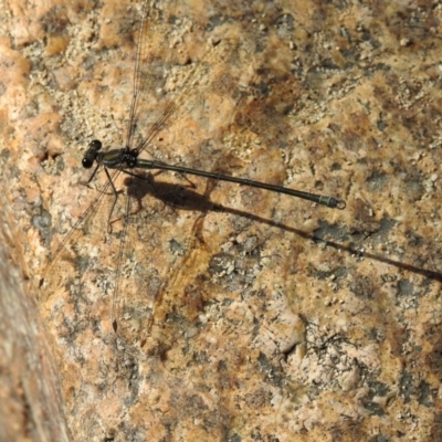 Austroargiolestes icteromelas (Common Flatwing) at Paddys River, ACT - 17 Feb 2017 by Qwerty