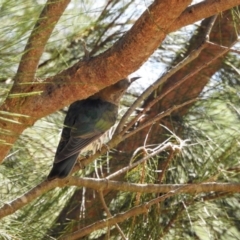 Chrysococcyx lucidus (Shining Bronze-Cuckoo) at Paddys River, ACT - 16 Feb 2017 by Qwerty