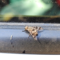 Euprosopia sp. (genus) (Signal fly) at Paddys River, ACT - 17 Feb 2017 by Qwerty