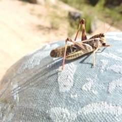 Gastrimargus musicus (Yellow-winged Locust or Grasshopper) at Paddys River, ACT - 16 Feb 2017 by Qwerty