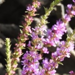 Amegilla sp. (genus) (Blue Banded Bee) at Paddys River, ACT - 17 Feb 2017 by Qwerty