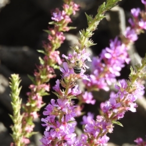 Amegilla sp. (genus) at Paddys River, ACT - 17 Feb 2017