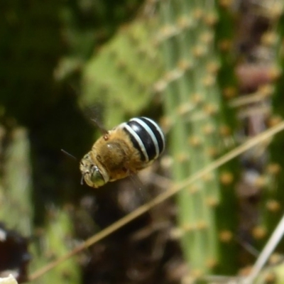 Amegilla sp. (genus) (Blue Banded Bee) at Isaacs Ridge and Nearby - 14 Feb 2017 by Mike