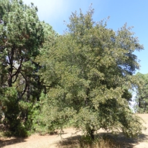 Crataegus azarolus at Yarralumla, ACT - 17 Feb 2017