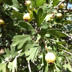 Crataegus azarolus at Yarralumla, ACT - 17 Feb 2017 11:35 AM