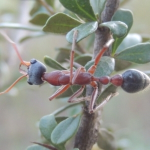 Myrmecia nigriceps at Paddys River, ACT - 9 Feb 2017 08:17 PM