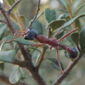 Myrmecia nigriceps at Paddys River, ACT - 9 Feb 2017