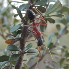 Myrmecia nigriceps at Paddys River, ACT - 9 Feb 2017 08:17 PM