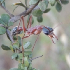 Myrmecia nigriceps at Paddys River, ACT - 9 Feb 2017