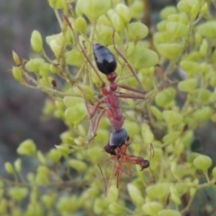 Myrmecia nigriceps (Black-headed bull ant) at Paddys River, ACT - 9 Feb 2017 by michaelb