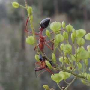 Myrmecia nigriceps at Paddys River, ACT - 9 Feb 2017