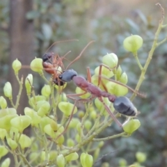 Myrmecia nigriceps at Paddys River, ACT - 9 Feb 2017 08:24 PM