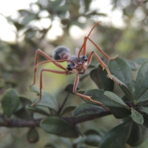 Myrmecia nigriceps at Paddys River, ACT - 9 Feb 2017