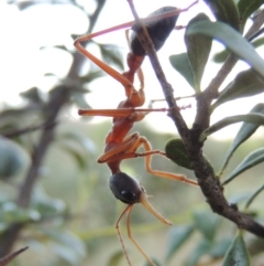 Myrmecia nigriceps at Paddys River, ACT - 9 Feb 2017 08:24 PM