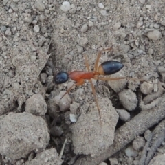 Camponotus consobrinus (Banded sugar ant) at Point Hut to Tharwa - 9 Feb 2017 by michaelb