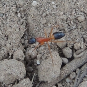 Camponotus consobrinus at Paddys River, ACT - 9 Feb 2017