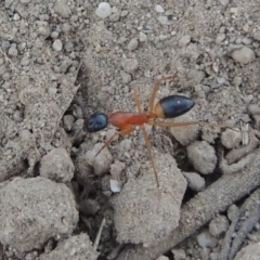 Camponotus consobrinus (Banded sugar ant) at Paddys River, ACT - 9 Feb 2017 by michaelb