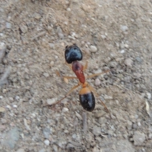 Camponotus consobrinus at Paddys River, ACT - 9 Feb 2017