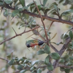 Camponotus consobrinus at Paddys River, ACT - 9 Feb 2017