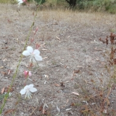 Oenothera lindheimeri (Clockweed) at O'Malley, ACT - 17 Feb 2017 by Mike