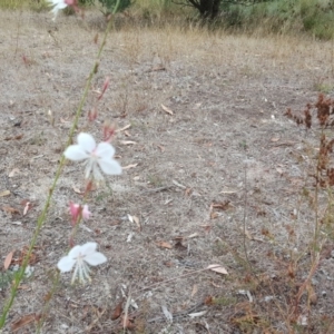 Oenothera lindheimeri at O'Malley, ACT - 18 Feb 2017