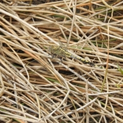 Orthetrum caledonicum (Blue Skimmer) at Mulligans Flat - 7 Feb 2017 by Qwerty