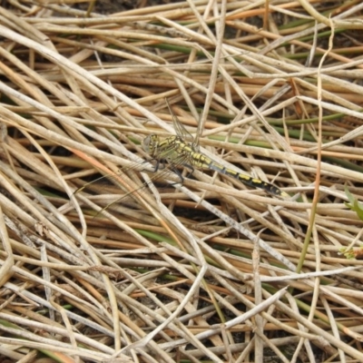 Orthetrum caledonicum (Blue Skimmer) at Mulligans Flat - 7 Feb 2017 by Qwerty