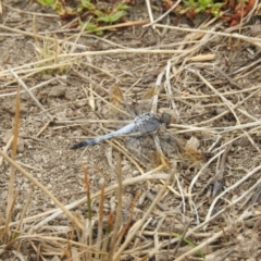 Orthetrum caledonicum (Blue Skimmer) at Gungahlin, ACT - 8 Feb 2017 by Qwerty