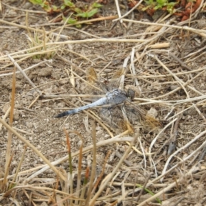 Orthetrum caledonicum at Gungahlin, ACT - 8 Feb 2017 12:00 AM