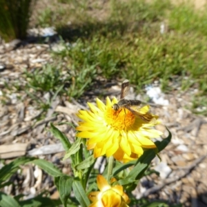 Comptosia sp. (genus) at Molonglo Valley, ACT - 3 Jan 2017