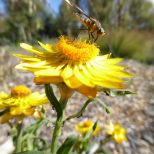 Comptosia sp. (genus) at Molonglo Valley, ACT - 3 Jan 2017 04:06 PM