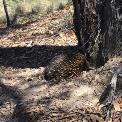 Tachyglossus aculeatus (Short-beaked Echidna) at Mulligans Flat - 18 Feb 2017 by spanuska