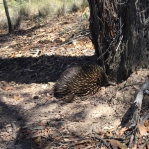 Tachyglossus aculeatus at Gungahlin, ACT - 18 Feb 2017